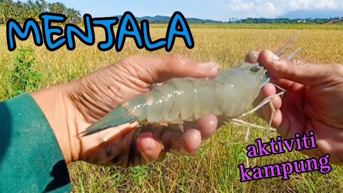 abang zul ikan patin