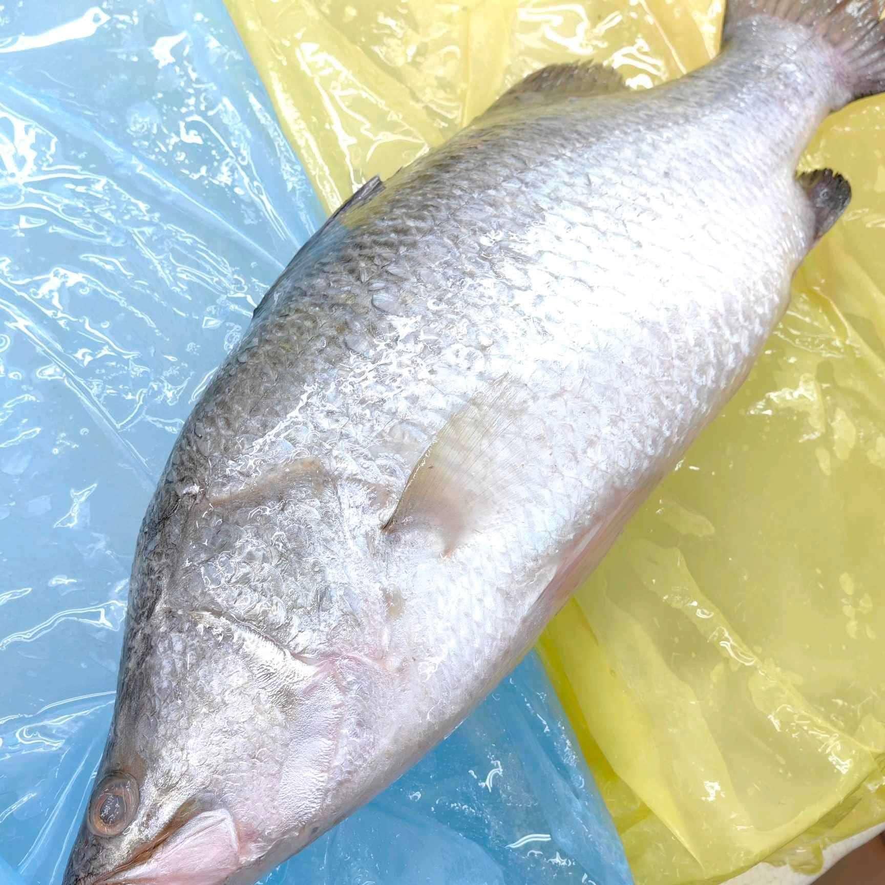 Ahmad Seafood (Siakap Besar) 1 ahmad seafood siakap besar