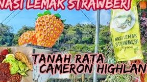 AyahMan Strawberi Cameron Highlands 1 ayahman strawberi cameron highlands