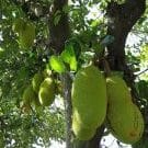 kedai makan bawah pokok nangka