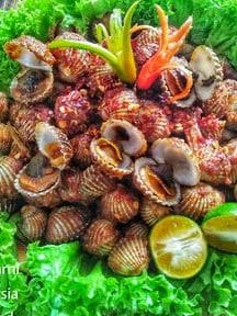 Kerang Berapi 1 kerang berapi