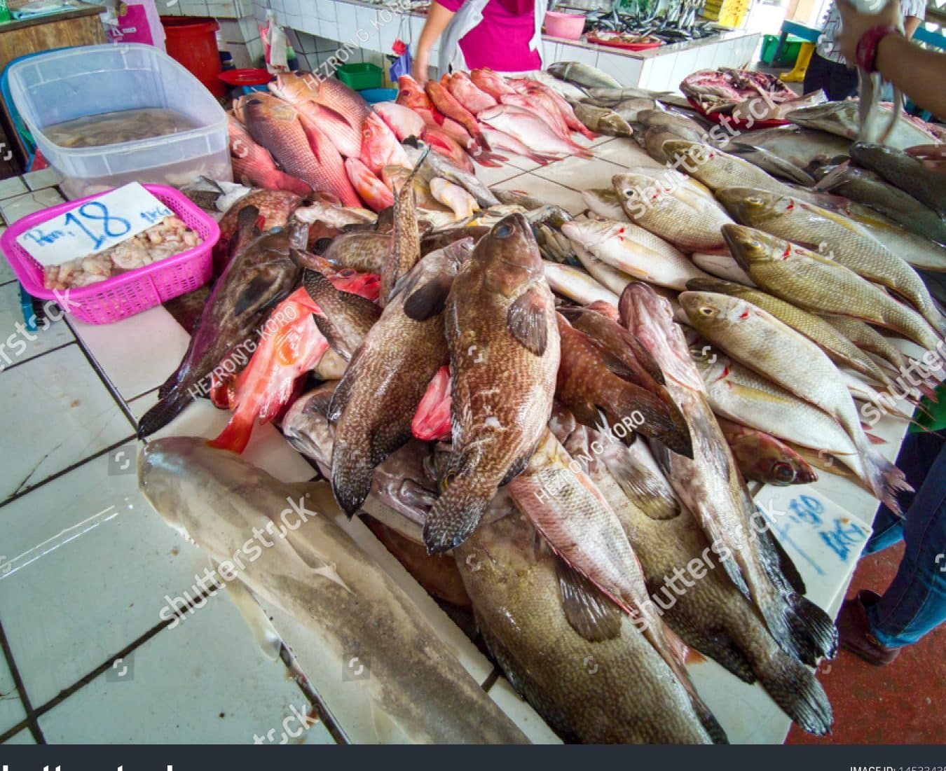 Kudat Fresh Fish Market 1 kudat fresh fish market