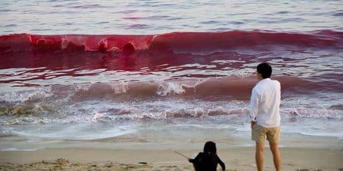 Merah Merah Di Atas Ombak 1 merah merah di atas ombak
