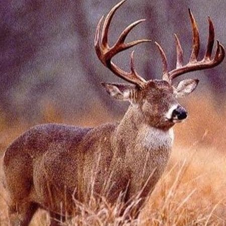 no eyed deer