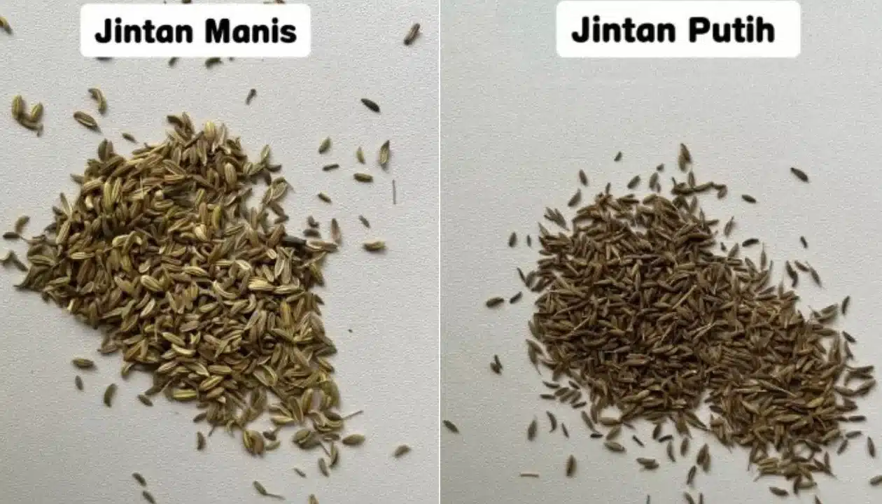 Restoran Jintan Manis 1 restoran jintan manis