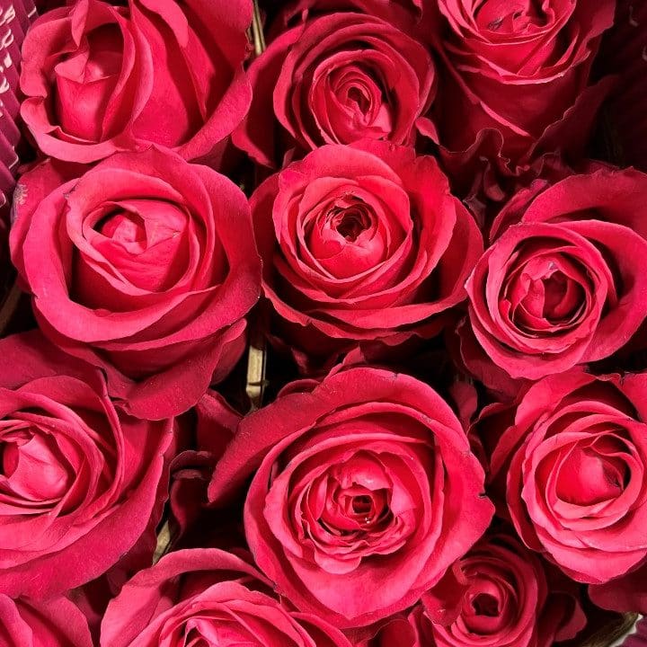 rose cherry