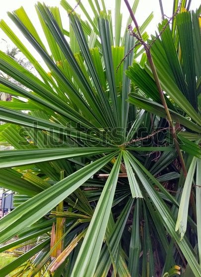 selera kampung pokok palas